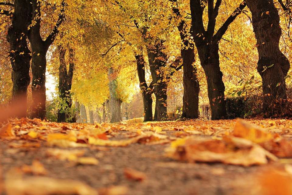 A stock photo of fall trees with yellow leaves.